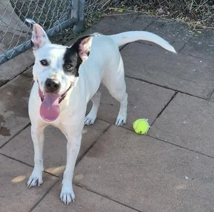 A young medium-sized female Terrier dog named Oreo for adoption in Shreveport, LA