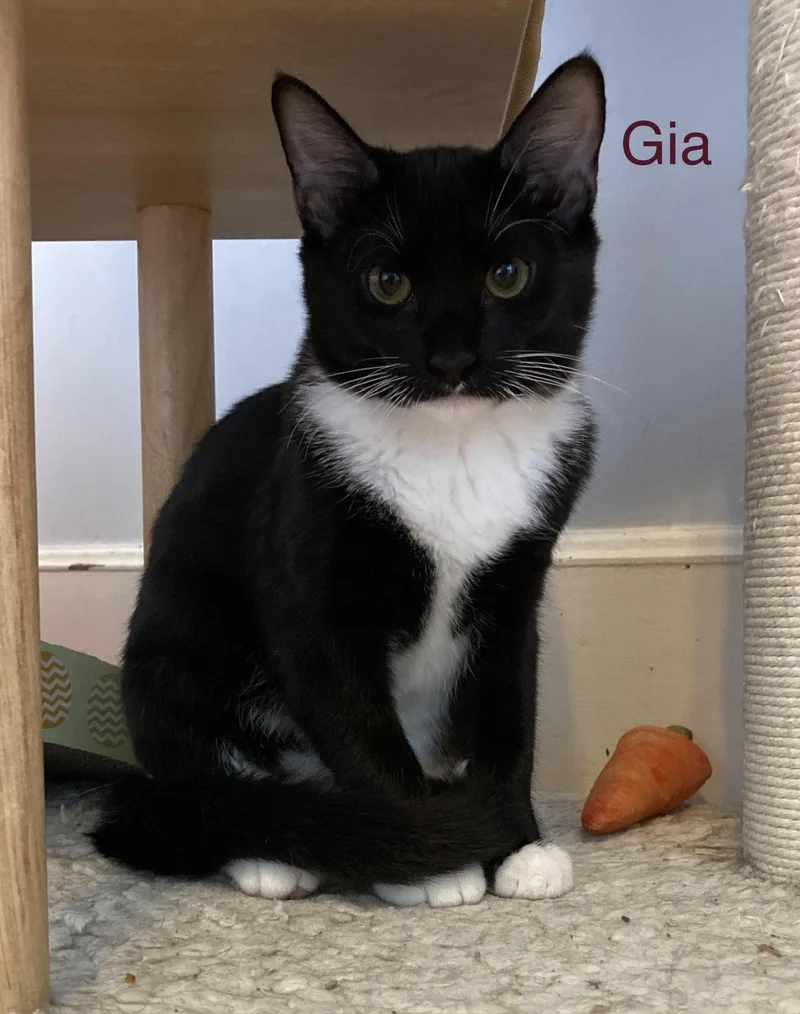 Gia thumbnail 2