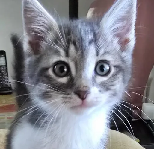 A baby small-sized male Domestic Short Hair cat named Jax for adoption in Tustin, CA