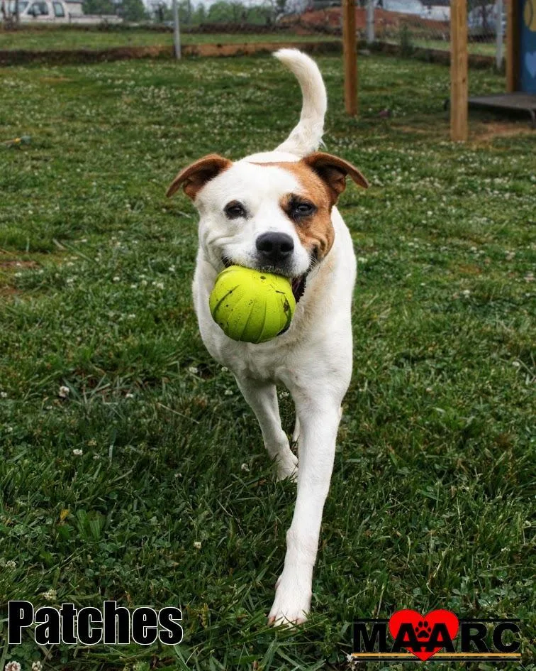 An adult large-sized male Labrador Retriever dog named Patches for adoption in Maryville, TN