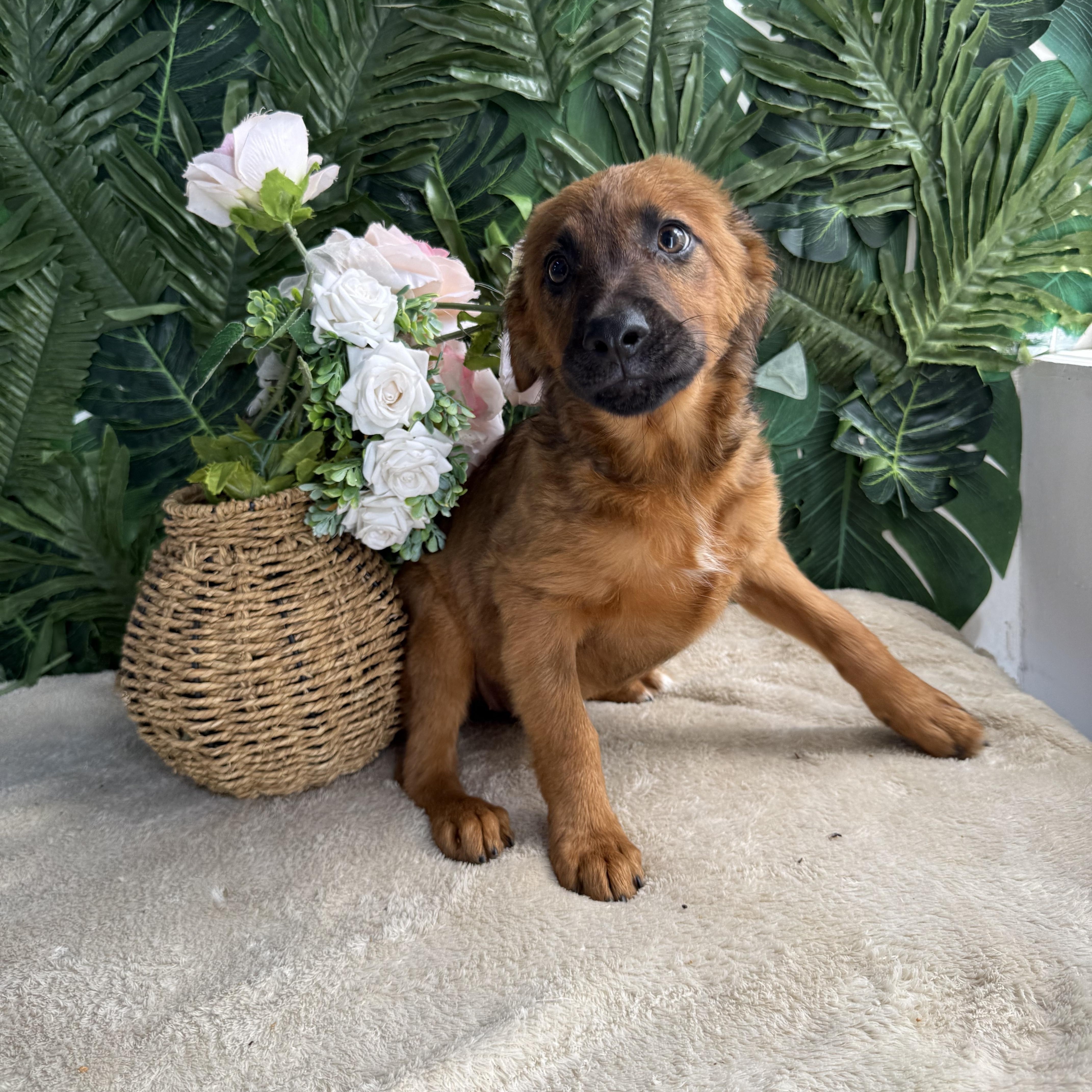 A baby medium-sized female Red / Chestnut / Orange Mixed Breed dog named Penelope for adoption in Richmond, VA