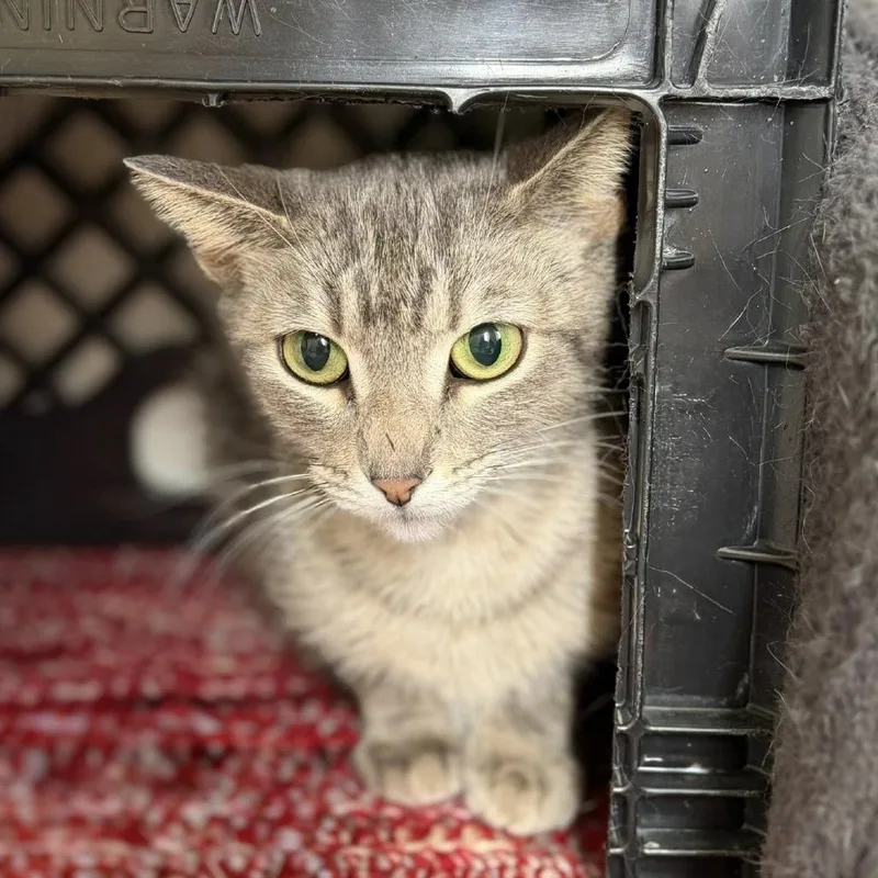 An adult medium-sized female Gray / Blue / Silver Domestic Short Hair cat named Midge for adoption in Norfolk, NE