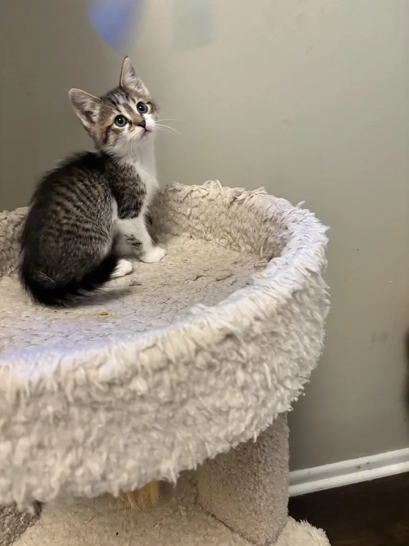 A baby medium-sized female Tabby (Gray / Blue / Silver) Domestic Short Hair cat named Daisy for adoption in Minneapolis, MN