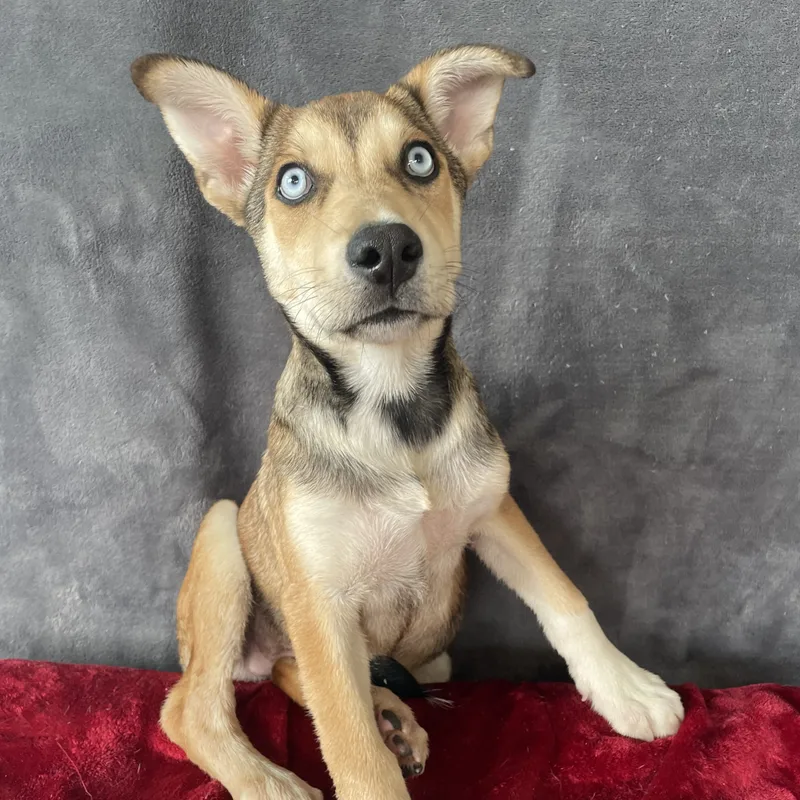A young medium-sized male Apricot / Beige Shepherd dog named Lance for adoption in Lisbon, OH