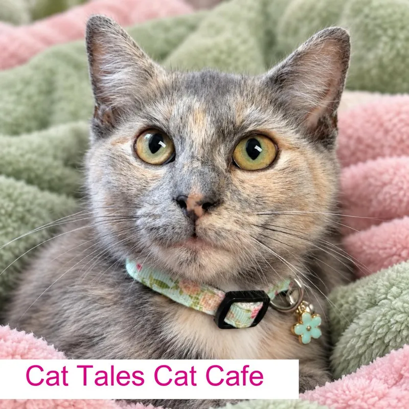 A baby medium-sized female Domestic Short Hair cat named Dolly for adoption in Chapel Hill, NC