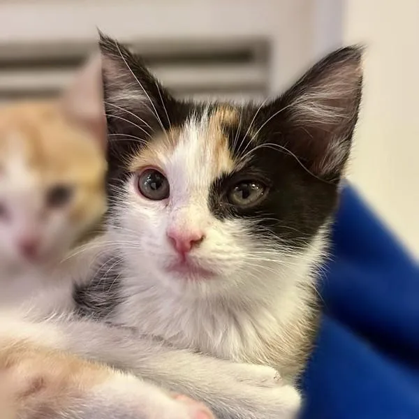 A baby small-sized female Domestic Short Hair cat named Oda for adoption in Walnut Creek, CA