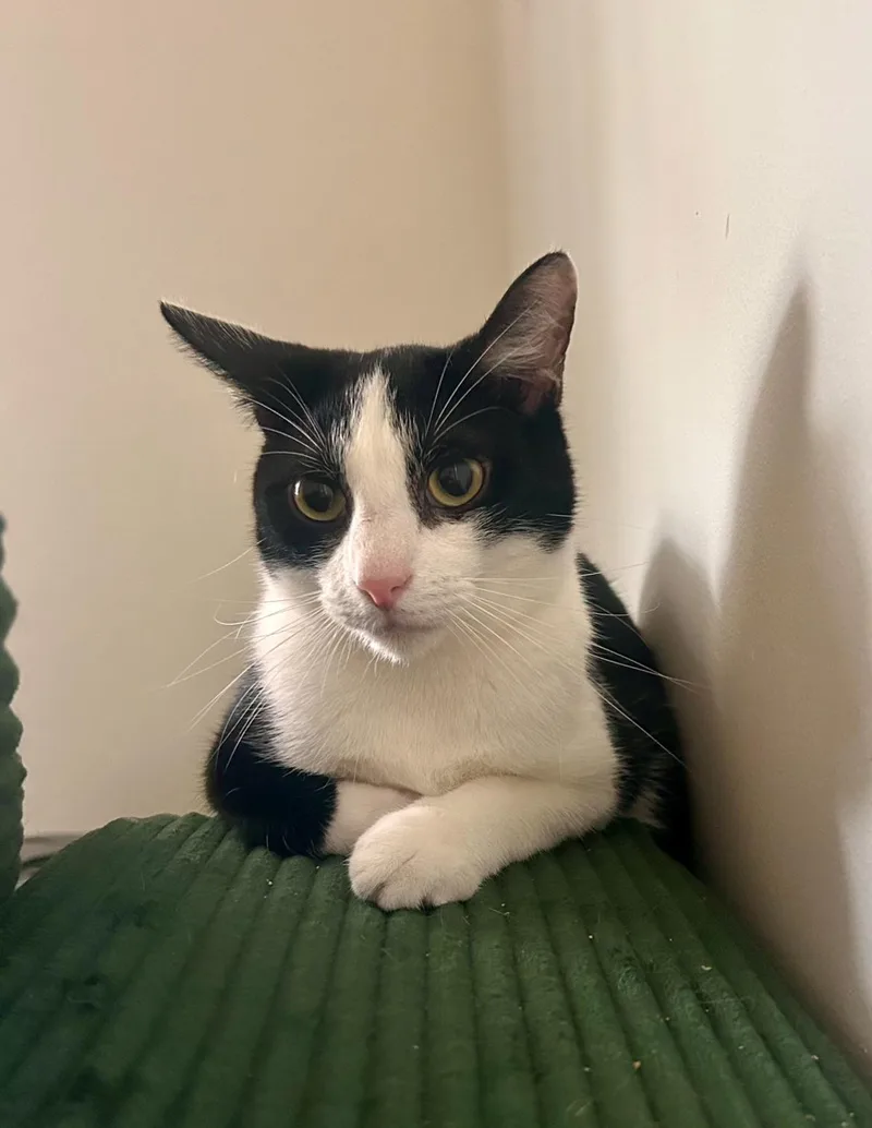 A young medium-sized male Black & White / Tuxedo Domestic Short Hair cat named Tweety for adoption in Nashville, TN