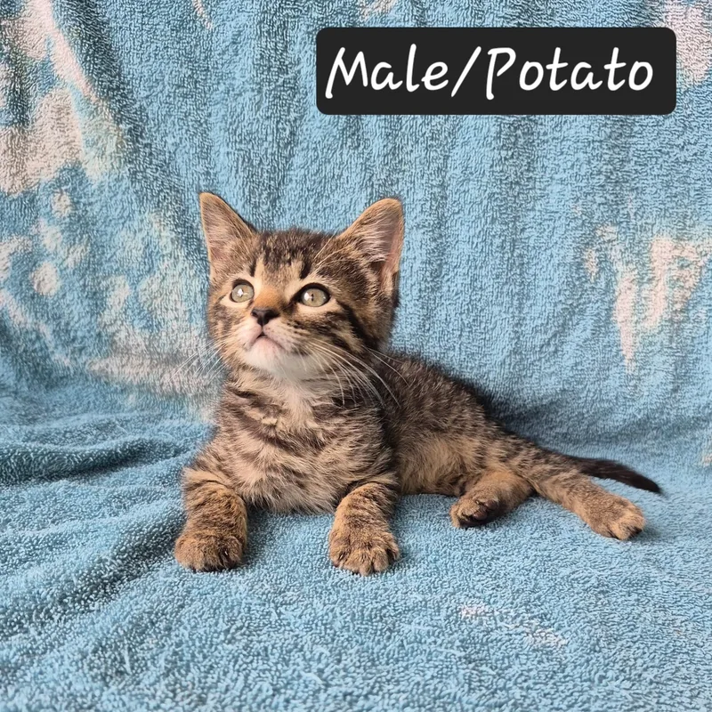 Potato