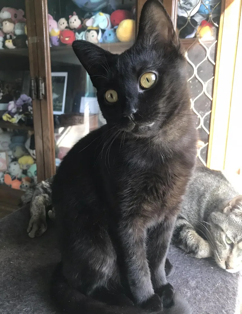 Kodama ♥ thumbnail 2