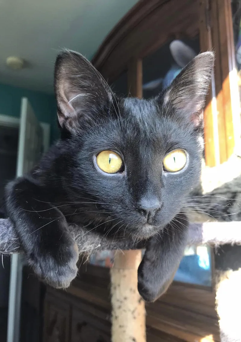 Kodama ♥ thumbnail 3