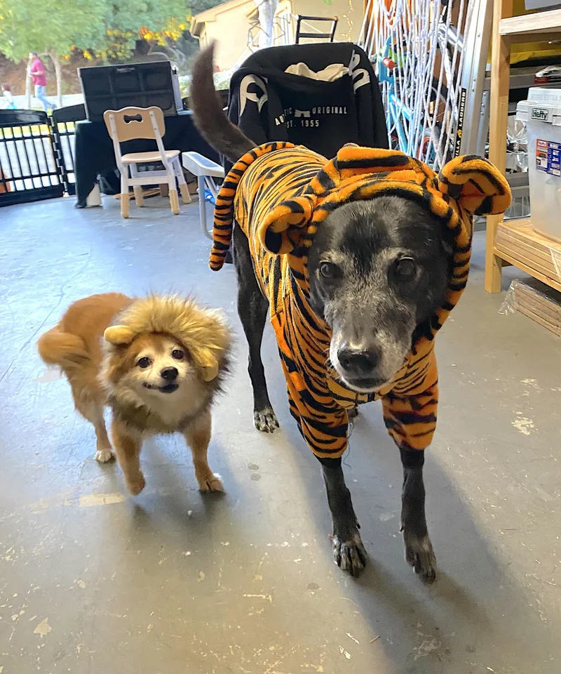 A senior small-sized female Pomeranian dog named Eevee and Ellie for adoption in Amherst, MA