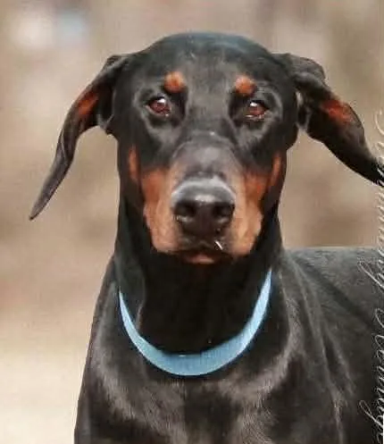 A young large-sized female Doberman Pinscher dog named Sassy for adoption in Newport, KY