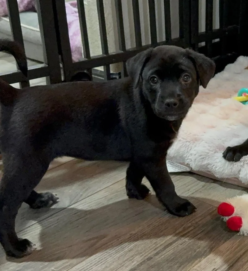 A baby large-sized male Labrador Retriever dog named Saint for adoption in Conroe, TX