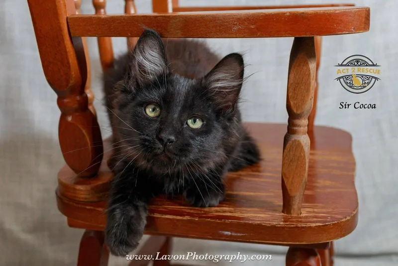 Sir Cocoa
