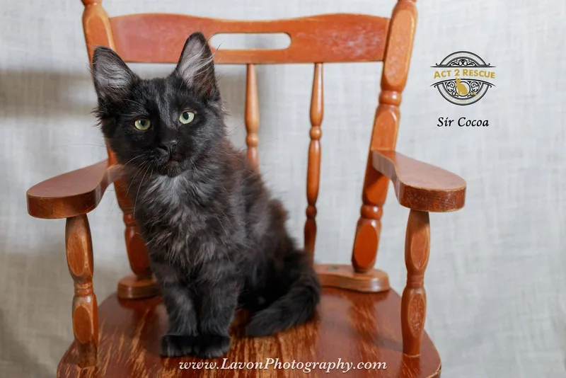 Sir Cocoa thumbnail 3