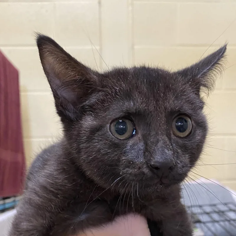 A baby small-sized male Black Domestic Short Hair cat named Snoop Dogg for adoption in Lynchburg, VA