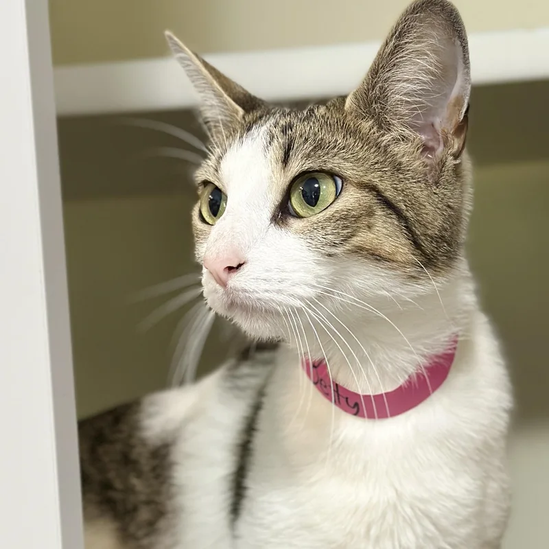 An adult medium-sized female Tabby (Brown / Chocolate) Domestic Short Hair cat named Betty for adoption in Victor, NY