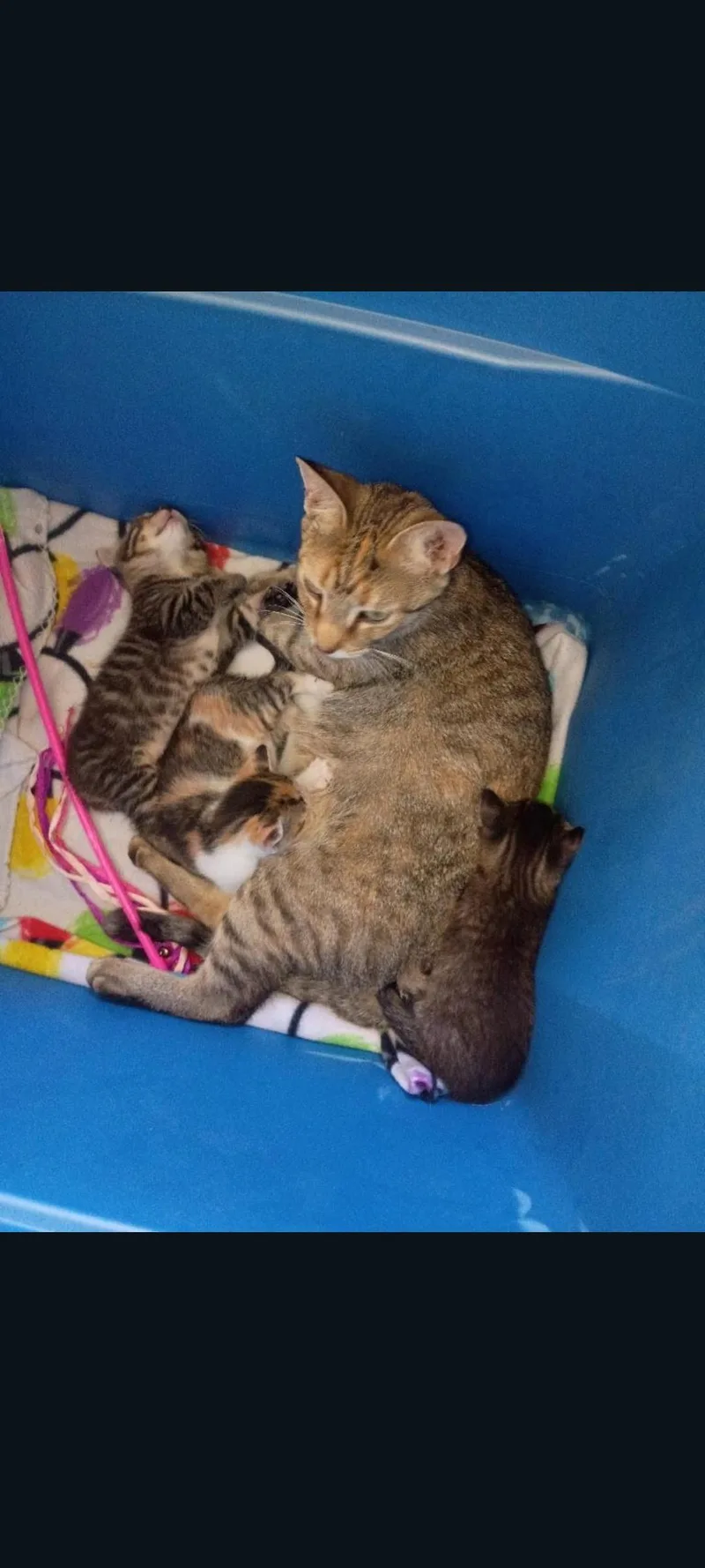 A baby medium-sized male Tabby (Gray / Blue / Silver) Domestic Short Hair cat named Taco for adoption in Lewis Center, OH