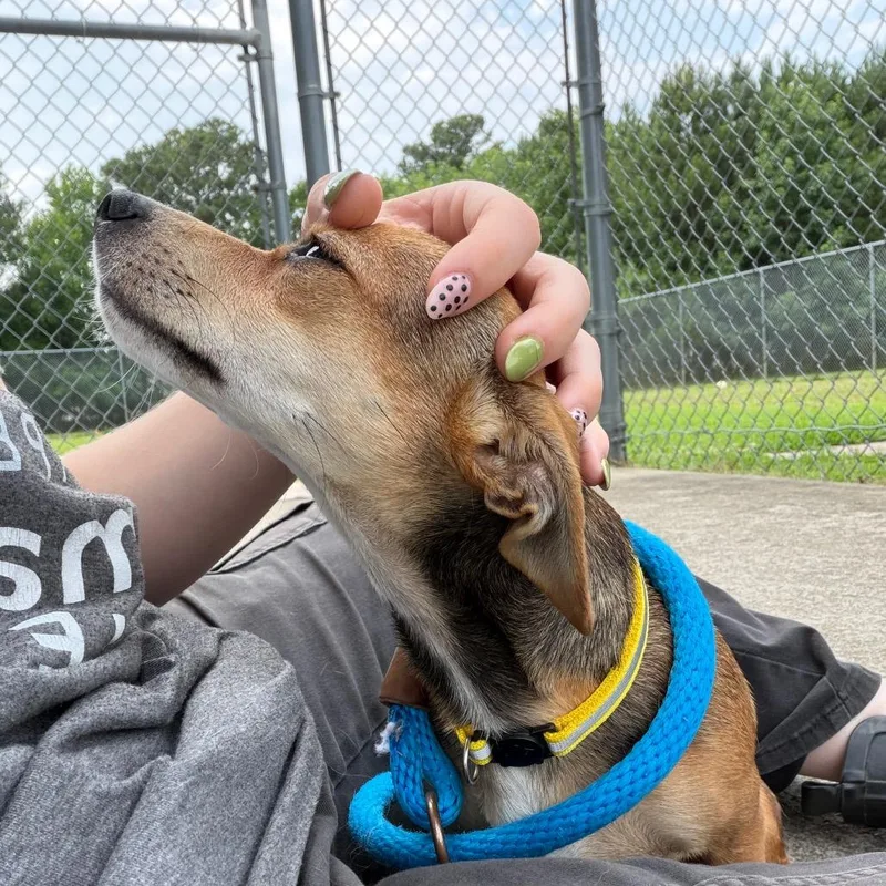 A young small-sized male Yellow / Tan / Blond / Fawn Chihuahua dog named Eli for adoption in Chesapeake, VA
