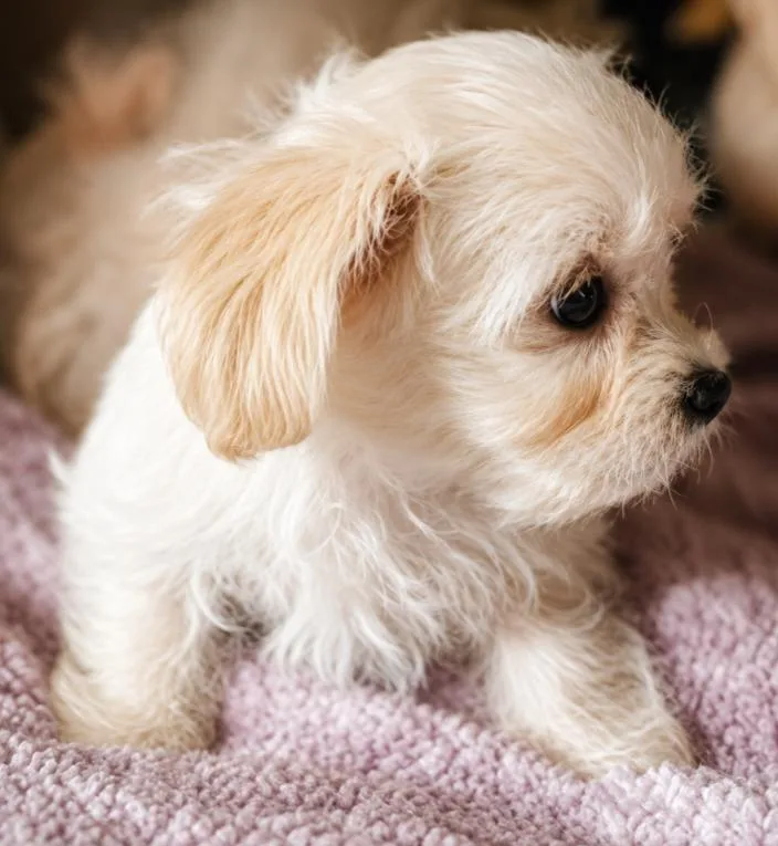 A baby small-sized male Morkie dog named Gizmo for adoption in Batesville, AR