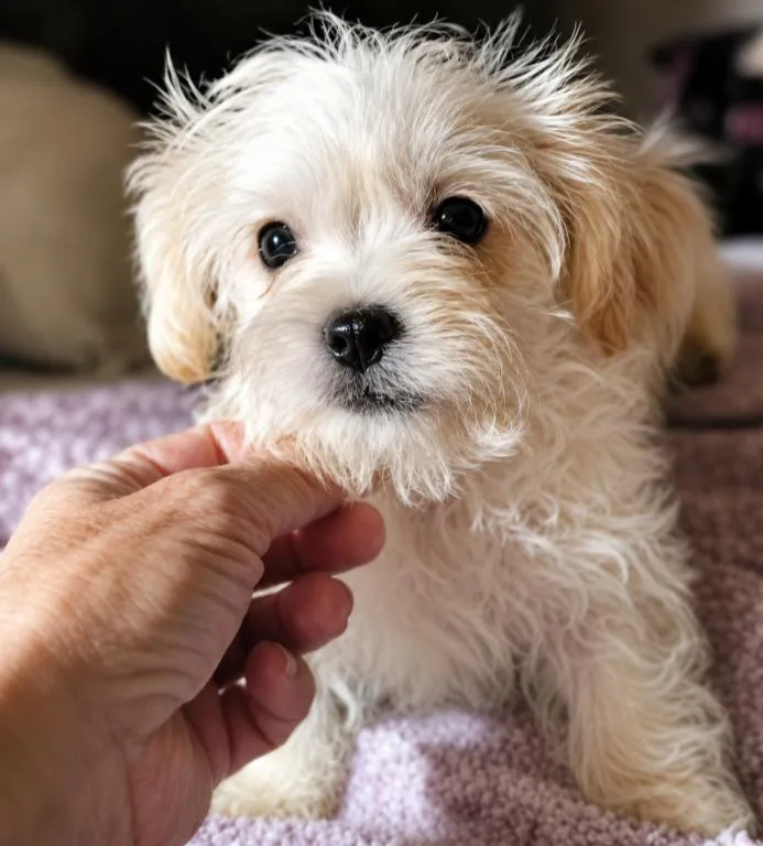 Gizmo thumbnail 2
