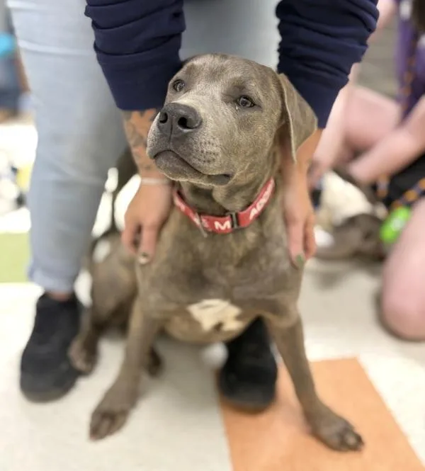 A young medium-sized male Cane Corso dog named Duke for adoption in Sioux City, IA
