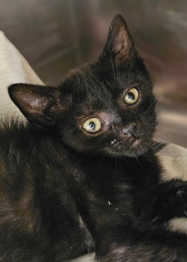 A baby medium-sized female Domestic Short Hair cat named Elvira for adoption in Pomona, NY