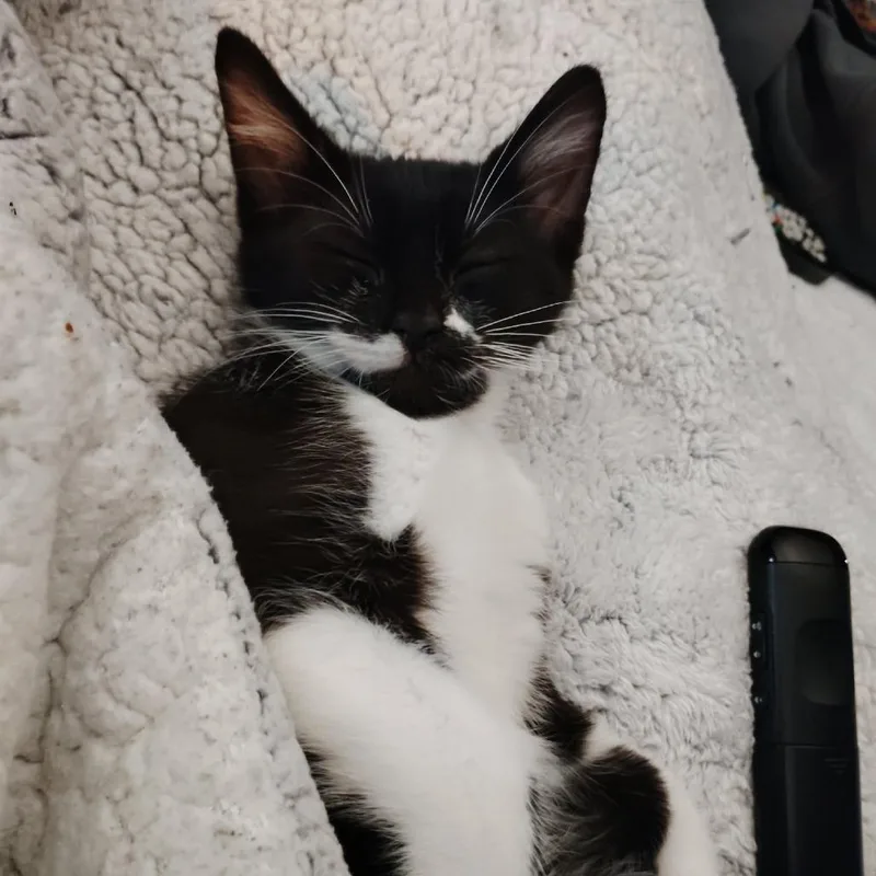 Socks thumbnail 2