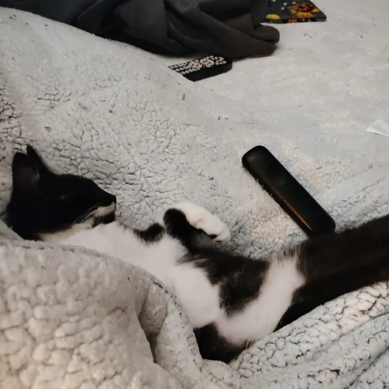 Socks thumbnail 4