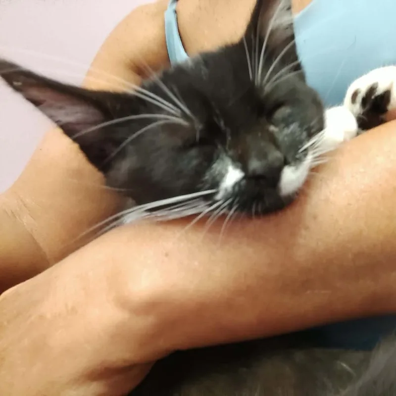 Socks thumbnail 6