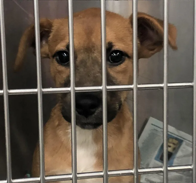 A baby medium-sized female Yellow / Tan / Blond / Fawn Mixed Breed dog named Patricia for adoption in Parma, OH
