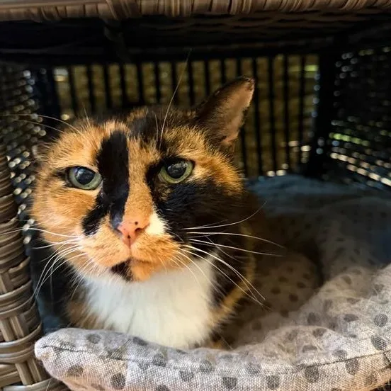 A senior medium-sized female Calico Domestic Short Hair cat named Joanne for adoption in Athens, GA