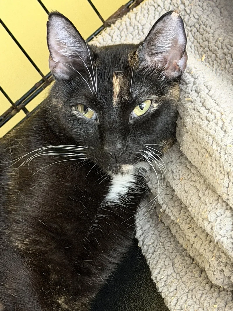 An adult medium-sized female Domestic Short Hair cat named Sabi for adoption in Broomall, PA