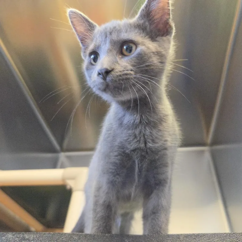 A baby small-sized male Gray / Blue / Silver Domestic Short Hair cat named Igor for adoption in Rock Falls, IL