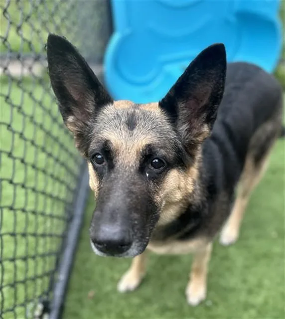 A senior large-sized female German Shepherd Dog dog named Zoey for adoption in Dallas, TX