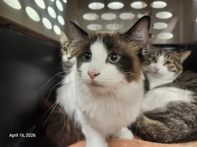 A young small-sized female Siamese cat named Little Sissy for adoption in Santa Cruz, CA