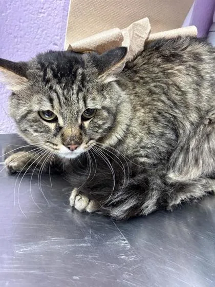 An adult large-sized male Brown / Chocolate Domestic Short Hair cat named Tigo for adoption in El Paso, TX