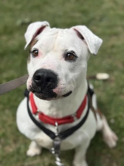 An adult large-sized male Mixed Breed dog named Sterling for adoption in West Chester, PA
