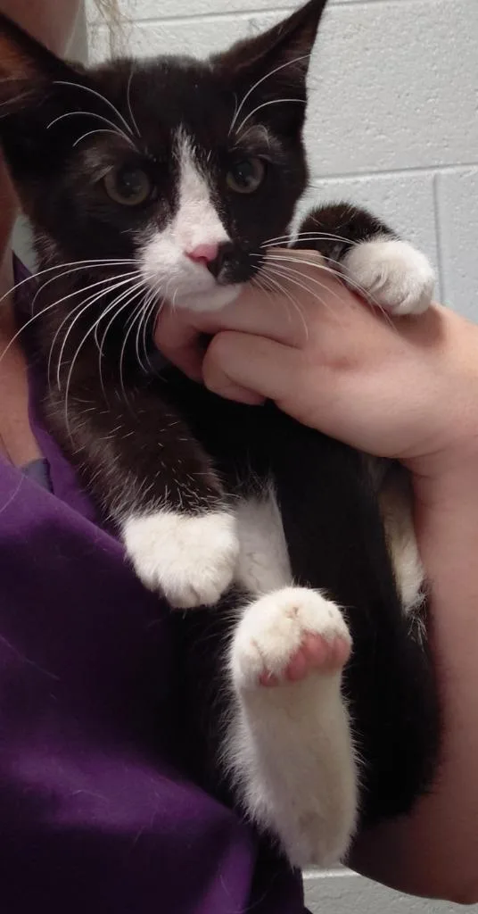 A baby small-sized male Domestic Short Hair cat named Checkers for adoption in Henderson, NC
