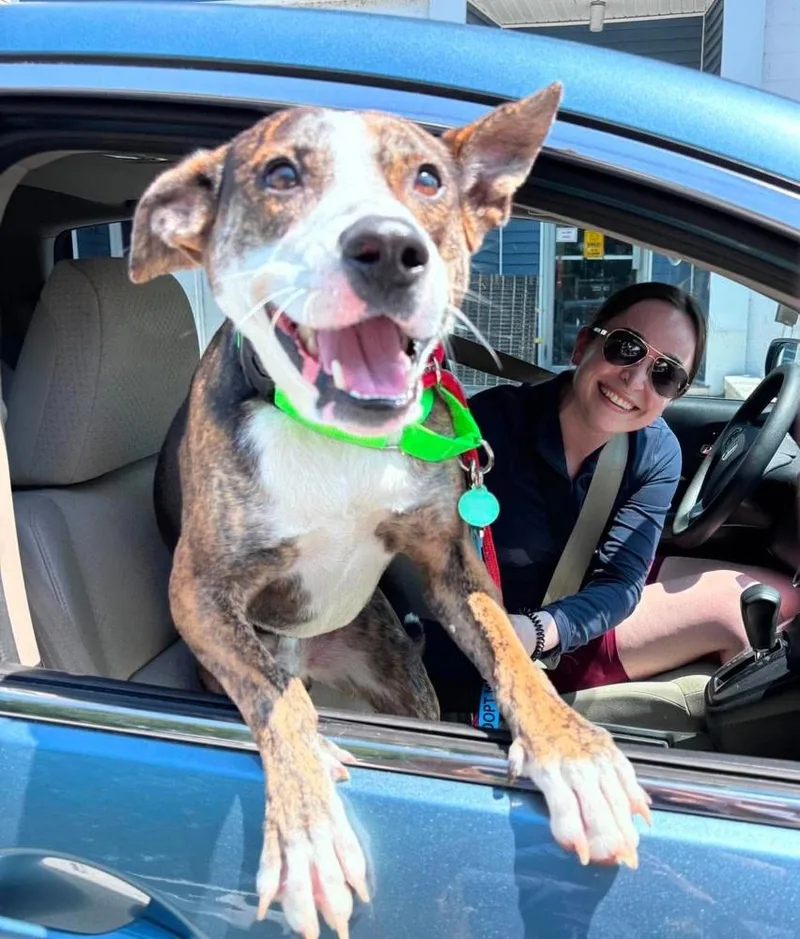 An adult medium-sized male Mixed Breed dog named Erik for adoption in Groveland, MA