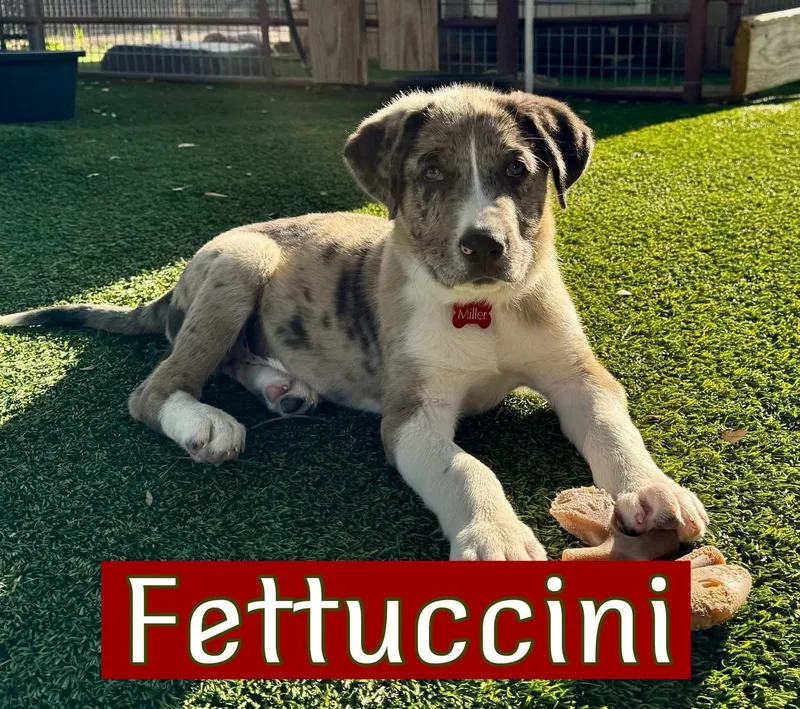A baby large-sized male Labrador Retriever dog named Fettuccine for adoption in Southlake, TX