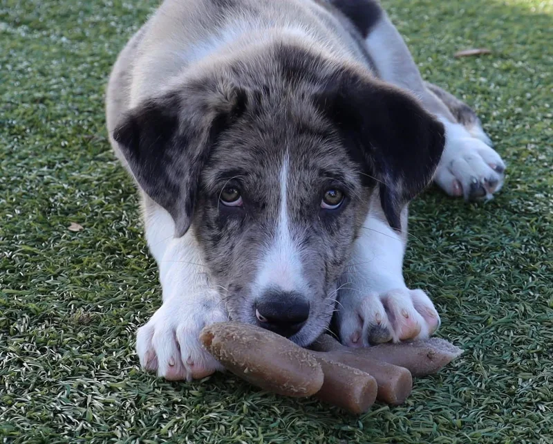 Fettuccine thumbnail 2