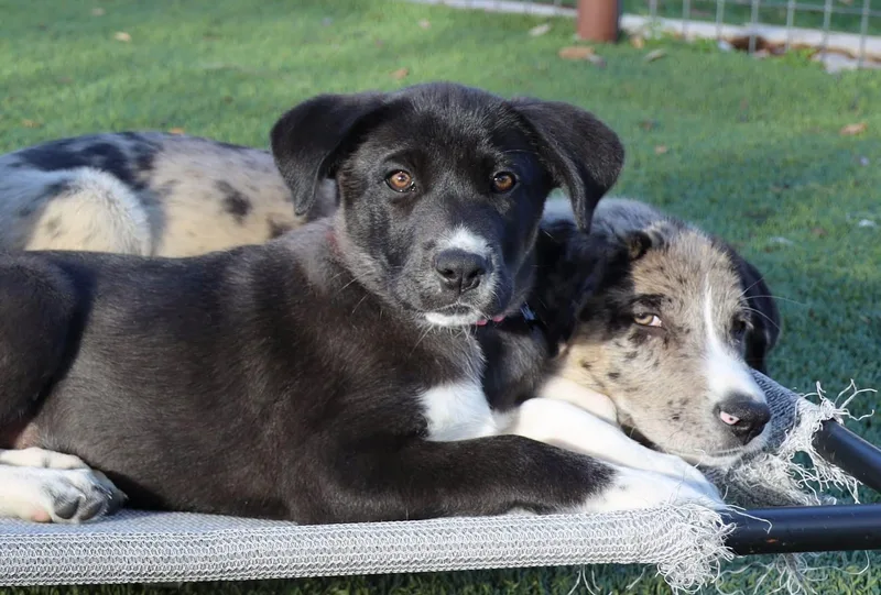 Fettuccine thumbnail 4