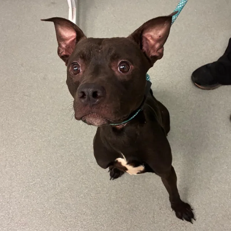An adult small-sized male Black Terrier dog named Whoppers for adoption in Abilene, TX