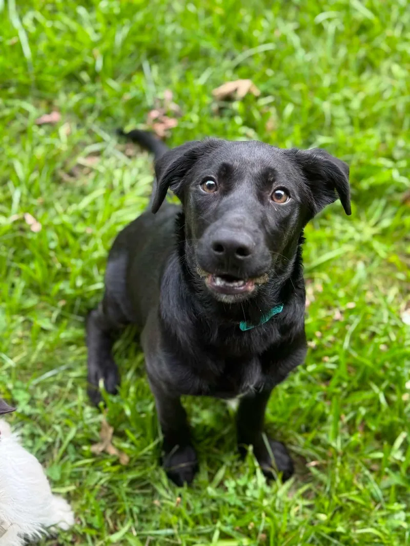 A baby medium-sized male Black Mixed Breed dog named Archimedes for adoption in Glen Morgan, WV