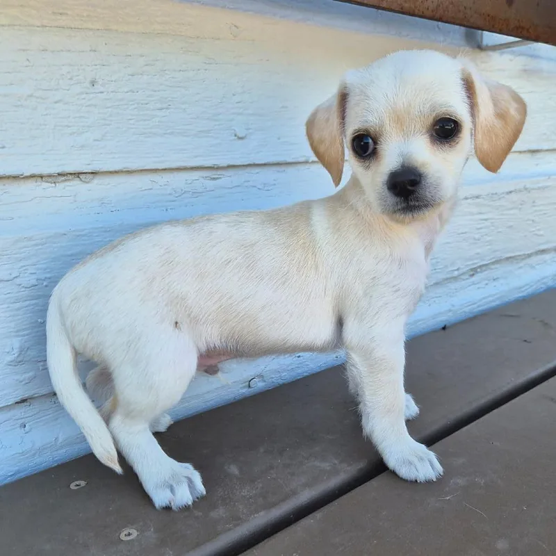 A baby small-sized male White / Cream Terrier dog named Butters for adoption in Prescott, AZ