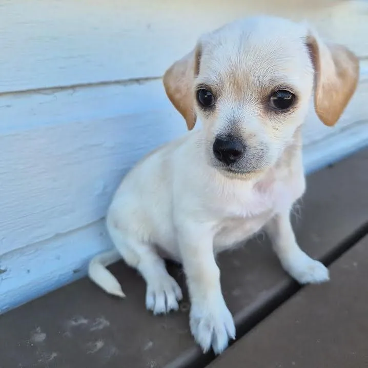 Butters thumbnail 2