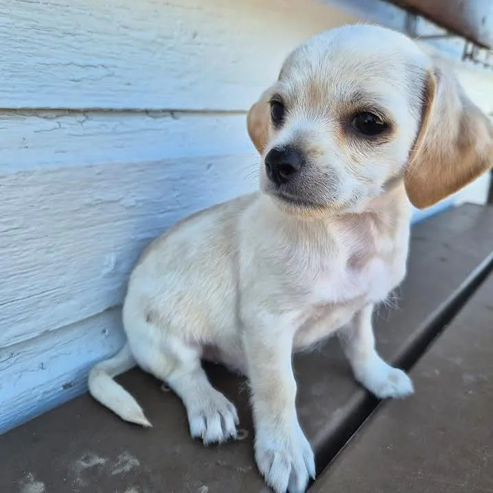 Butters thumbnail 3