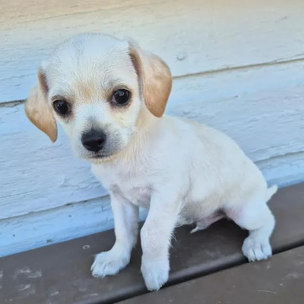 Butters thumbnail 4