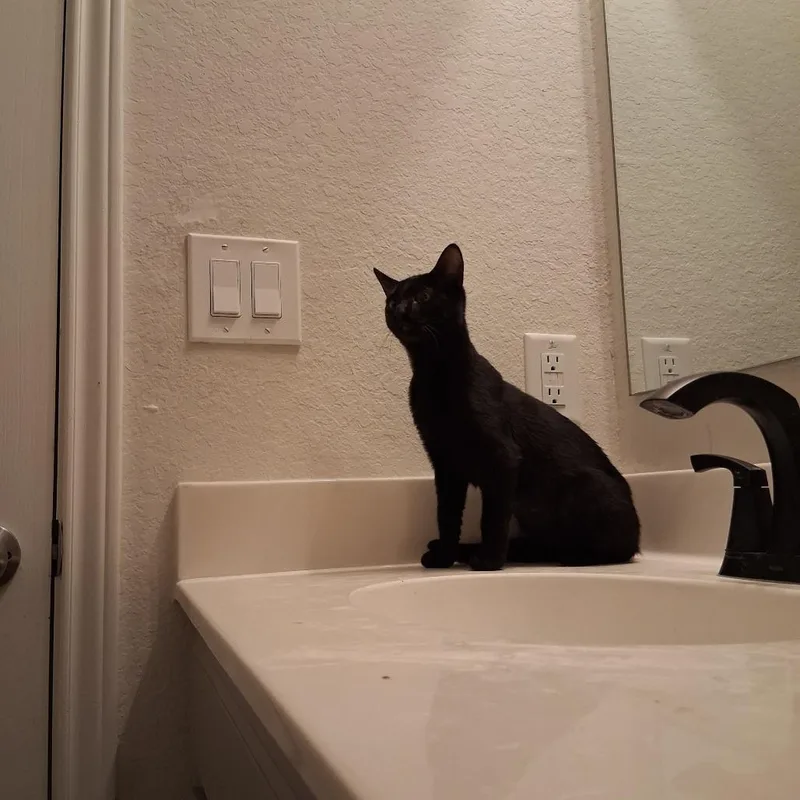 A baby medium-sized female Black Domestic Short Hair cat named Wednesday for adoption in San Antonio, TX